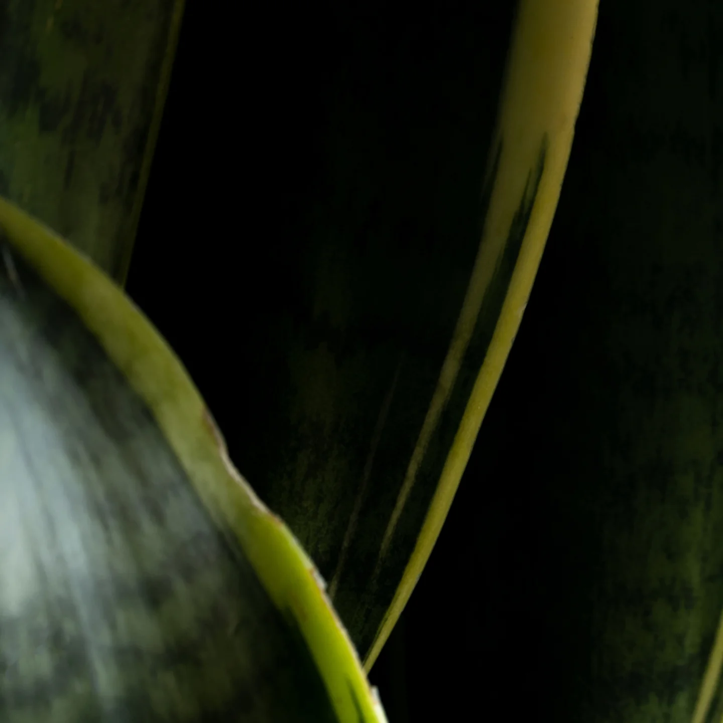 Vegetazione mediterranea